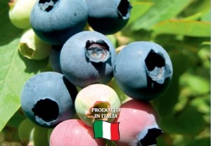 mirtillo gigante precoce8